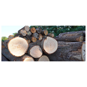 Troncos de madera de roble para procesamiento en aserraderos, producción de chapa y la industria del mueble, proveedor a granel a nivel mundial - Product Image 2