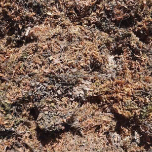 Algues sargasses de qualité supérieure – Ingrédient alimentaire marin naturel en provenance du Vietnam - Product Image 3
