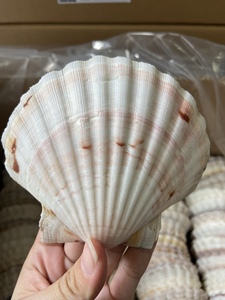 Coquillages naturels pour l'artisanat, la décoration et les cadeaux |   100% Naturel Origine Vietnam |   Coquilles entières 5–6 cm et 11–15 cm - Product Image 2
