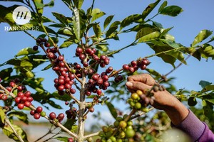 HANCOFFEE 2026 กาแฟโรบัสต้าเวียดนาม ผลผลิตใหม่ แบบดิบ/ยังไม่ผ่านกระบวนการคั่ว - ราคาส่งถูกที่สุด - บรรจุในถุง 60 กก./ถุง PP/ถุงปอกระเจา - มีตัวอย่างฟรี - Product Image 3