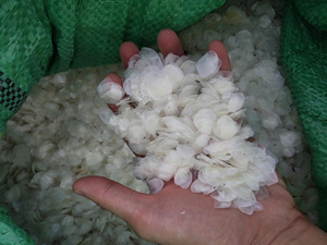 Écailles de poisson tilapia séchées de haute qualité pour l'extraction de collagène, matière première naturelle nettoyée pour l'industrie cosmétique et alimentaire - Product Image 3