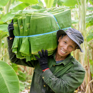 Top Quality Fresh Banana Leaf Made in Vietnam - <b>Cheap</b> Price Natural 100% Banana Leaf Export - Ms. Alina - Product Image 4