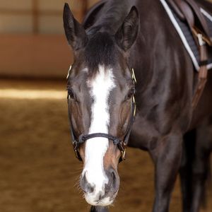 Harnais pour cheval en cuir fantaisie fait main, design perlé coloré, style western réglable, durable, confortable, quincaillerie en laiton ADIBA - Product Image 4