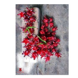 Fleurs d'hibiscus séchées du Vietnam Hibiscus naturel pour la préparation de boissons et l'exportation en gros - Product Image 2