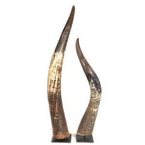 Buffalo <b>Decorative</b> Horn Different Sizes Standing Crafts 4 Pieces Buffalo Horn Pair Wholesale Price - Product Image 3