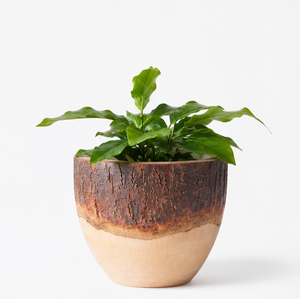 Maceta de Madera Ecológica Tallada a Mano para Decoración de Interiores de Oficina, Contenedor de Suculentas de Doble Tono Personalizado al Precio Más Bajo - Product Image 1