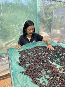 ถุงปอกระเจา 40 กก. เมล็ดกาแฟโรบัสต้าเขียว เวียดนาม กาแฟโรบัสต้าคุณภาพพิเศษ แอนเอโรบิก กระบวนการธรรมชาติ - Product Image 3