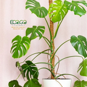 Poteau en fibre de coco naturelle – Support pliable et droit en fibre de coco pour Monstera, Philodendron et plantes grimpantes - Product Image 4