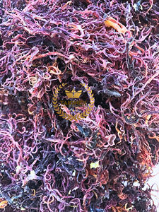 2023 alta calidad sazonado irlandés Seamoss SECO mar musgo salvaje hecho a mano de Vietnam OEM bolsa de embalaje para exportar - Product Image 6