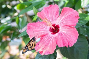 Vente en gros de graines de Hosta Hibiscus, magnifique mélange de fleurs grandes, écologiques, pour l'intérieur et l'extérieur, pour la maison, le jardin, le balcon, style américain - Product Image 2
