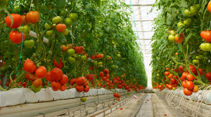 ถุงเพาะปลูกใยมะพร้าวออร์แกนิค 100% ปรับแต่งได้ - สำหรับการปลูกพืชไร้ดินในโรงเรือน จากผู้ผลิตชั้นนำในราคาที่ดีที่สุด - Product Image 6