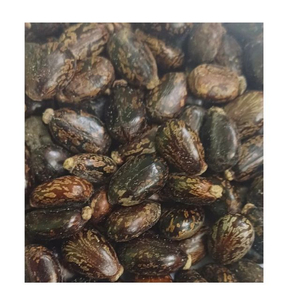 1KG Graines de ricin brutes, sauvages, entièrement matures, séchées, pures, neuves, pour herbes - Product Image 4