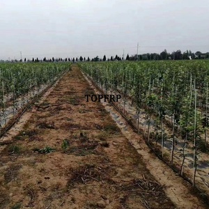 Durable Solid Fiberglass <b>Rod</b> Pole Fiberglass Stakes Stick Tree Stakes Fiberglass Plant Stakes - Product Image 5