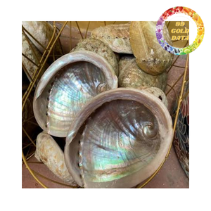 Suministro al por mayor de conchas de abulón pulidas, conchas marinas naturales para joyería y manualidades. - Product Image 4