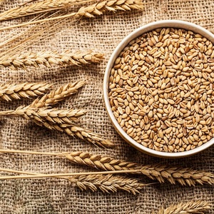 Cereales de Trigo Integral de Grano Largo, Naturales, Puros y Orgánicos, con Selección de Primera Calidad y Suministro Confiable - Product Image 6