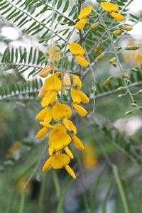 Flor de Sesbania Congelada de Origen Vietnamita, Suministro a Granel OEM para el Mercado Global - Product Image 5