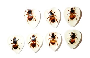 Cabochon en plastique en forme de cœur avec spécimen réel d'abeille, 17x21 mm, fond plat, pour artisanat et fabrication de bijoux - Product Image 3