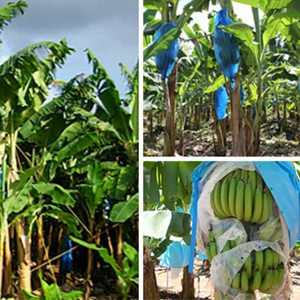 Bolsas de Plástico PP Azules de Alta Calidad para Agricultura, Nuevas, para Cubrir Racimos de Plátanos, al Mejor Precio - Product Image 6