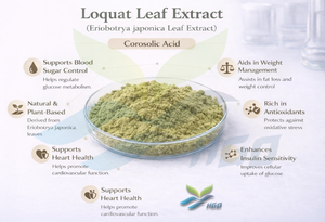 HGO suministro directo de fábrica hoja de níspero Natural puro/extracto de hoja de Eriobotrya Japonica (grado alimenticio) Ácido corosólico 1% - 5% - Product Image 2