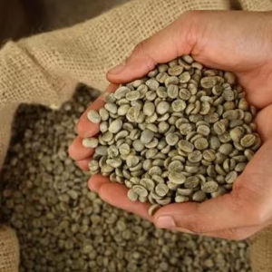 Grains de café vert Robusta biologiques, taille 18, prix de gros, qualité standard d'exportation, certifiés biologiques USDA, marque TNFOOD, grade AA+ - Product Image 1