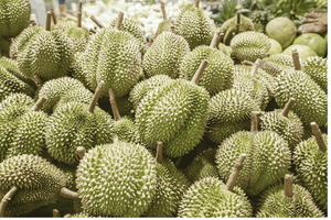 ซัพพลายเออร์ชั้นนำผลไม้แช่แข็ง: ทุเรียนแช่แข็งจากเวียดนาม // MS ลิมา - Product Image 3