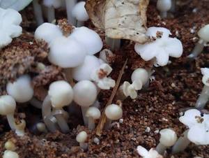 Champignons de Termites Séchés Premium Naturels Sains Comestibles Vente en Gros OEM ODM Fournisseur Vietnamien Mme Nancy Ho Chợ Chi Minh - Product Image 4