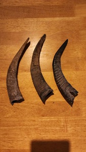 Goat Polished Horn Natural Finished Eco-Friendly Rustic Halloween New High Quality for Decoration & Craft - Product Image 1