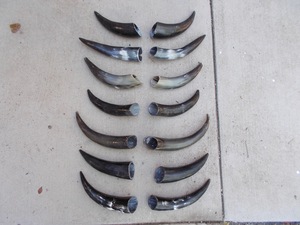 Paire de cornes de bison polies pour décoration murale, design Art Déco écologique, grandes tailles 10 et 18 pouces, pour mariage, anniversaire, Nouvel An, nouveauté - Product Image 3