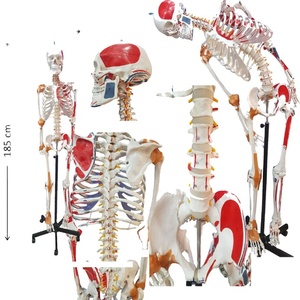 Esqueleto humano de color de mejor tamaño de 185 cm para su uso en estudios médicos para la mejor alternativa del cuerpo humano. - Product Image 1