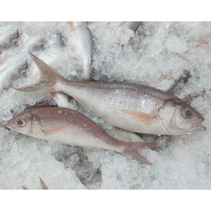 Poisson Rouge de Haute Qualité Biologique Premium Entier avec Peau Congelé Origine États-Unis Emballage en Gros - Product Image 1