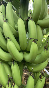 LAS PLÁTANAS CAVENDISH FRESCAS DE VIETNAM, LAS MÁS BARATAS Y DE LA MEJOR CALIDAD - Product Image 4