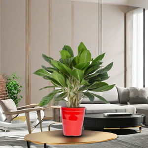Maceta superventas para decorar el hogar y el jardín, maceta de borde ondulado alto con plástico de alta calidad - Product Image 1