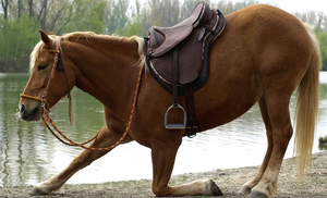 Professional Designer Leather Dressage Horse Saddle in Wood Structure Premium Quality Durable Customizable <b>Equestrian</b> - Product Image 6