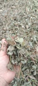 Fournisseur de feuilles d'Urena Lobata séchées du Vietnam, feuilles de Caesarweed séchées naturelles coupées de haute qualité ANGLE - Product Image 4
