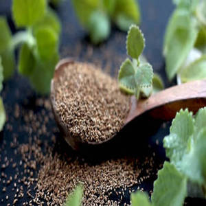 Semillas de Ajwain Secas de Gujarat de Primera Calidad, Granuladas, Seleccionadas por Sortex, Empaquetado a Granel de Grado Alimenticio, Mercado Alemán, Marca FitTree International 24 - Product Image 5