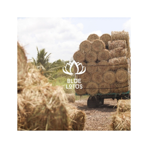Paja de Arroz de Primera Calidad, Material Seco de Granja para Compostaje, Cobertura de Suelos, Cama para Ganado, Manualidades, Embalaje y Venta al por Mayor - Product Image 1