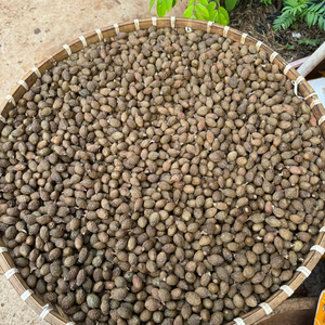 เมล็ดมาลวาแห้งคุณภาพสูงจากเวียดนาม ผู้ผลิต Scaphium Macropodum สำหรับชงสมุนไพรและชาผลไม้ - Product Image 6
