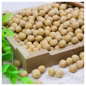 Graines de soja pour l'agriculture, semences certifiées à haut rendement, non-OGM, vente en gros, approvisionnement en vrac, fabricant, exportateur - Product Image 3