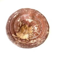 Champignons entiers séchés, champignons Reishi Ganoderma entiers