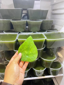 Hojas Secas de Bai Ya Nang de Primera Calidad, Directamente de Fábrica, Caja de 10 kg para Procesamiento de Bebidas - Product Image 3