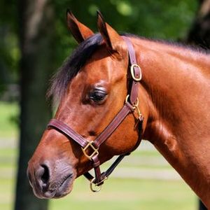 Nouveau Halter en Cuir Véritable pour Cheval, pour Compétition Équestre, Noir et Marron, Meilleur Halter de Fabricant de Haute Qualité - Product Image 4
