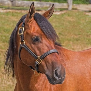 High Quality Durable Horse Riding Customized Classic Comfortable Equestrian Fashionable Leather Rope Polo <b>Halter</b> Different - Product Image 6