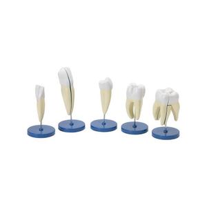 Modelo de anatomía de dientes molares humanos, estructura dental ampliada, ayuda didáctica con base para la educación en ciencias médicas - Product Image 1