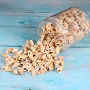 Cuentas de conchas marinas a precio económico para la fabricación de joyería al por mayor, conchas naturales de excelente calidad. - Product Image 1