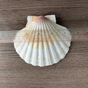 3 coquillages naturels écologiques de petite taille pour crabe ermite, 1,52 pouce, ouverture de 0,81 pouce, jaune, blanc, vert, argent, décoration d'intérieur - Product Image 2