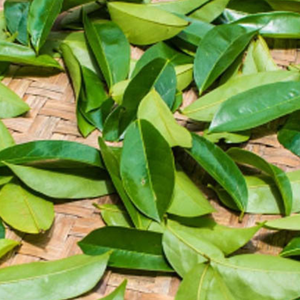 ใบกระวานแห้ง สมุนไพรออร์แกนิก บรรจุภัณฑ์ถุงพลาสติก อายุการเก็บรักษา 12 เดือน เก็บแห้ง - Product Image 5
