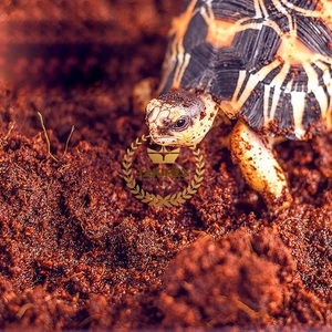 Les blocs de coco sont fabriqués avec des substrats de coco en fibre de coco de haute qualité pour vivariums et terrariums - Product Image 3