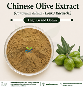 Suministro Directo de Fábrica HGO, Extracto de Olivo Chino (Canarium album (Lour.) Raeusch.) (Grado Alimenticio) 4:1 5:1 10:1 20:1 100:1 200:1 - Product Image 1