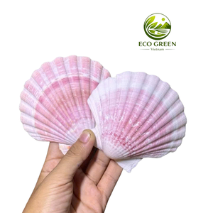 Coquille de Palourde Géante Perle d'Océan Décoration Naturelle Côtière Plat de Service Artisanat DIY Mariage Aquarium Fournisseur Vietnamien - Product Image 4
