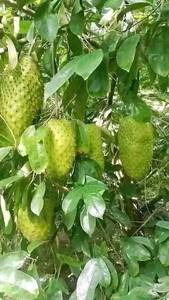 ฝรั่งเขตร้อนแช่แข็ง – อุดมไปด้วยสารอาหาร คุณภาพพรีเมียม ธรรมชาติ ดีต่อสุขภาพ // คุณทอม - Product Image 5